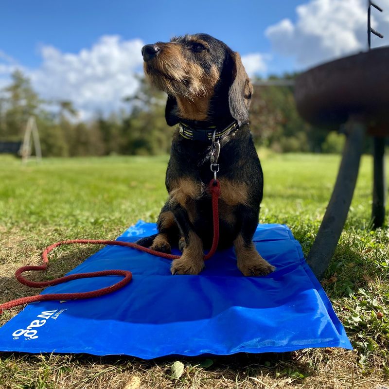 Henry Wag Pet Cool Mat 